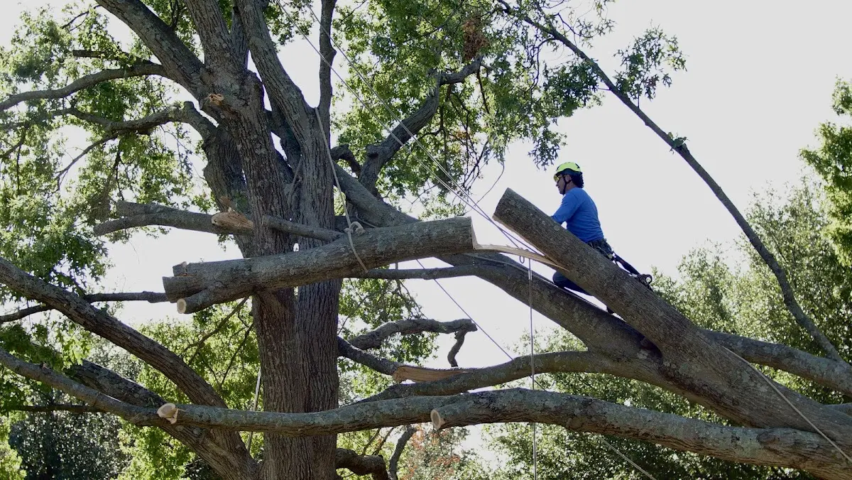 Professional Crown Thinning performed by certified arborists in Flom