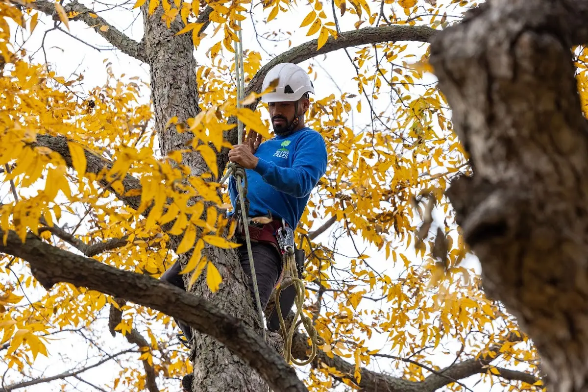 Skilled Tree Planing crew working in Flom