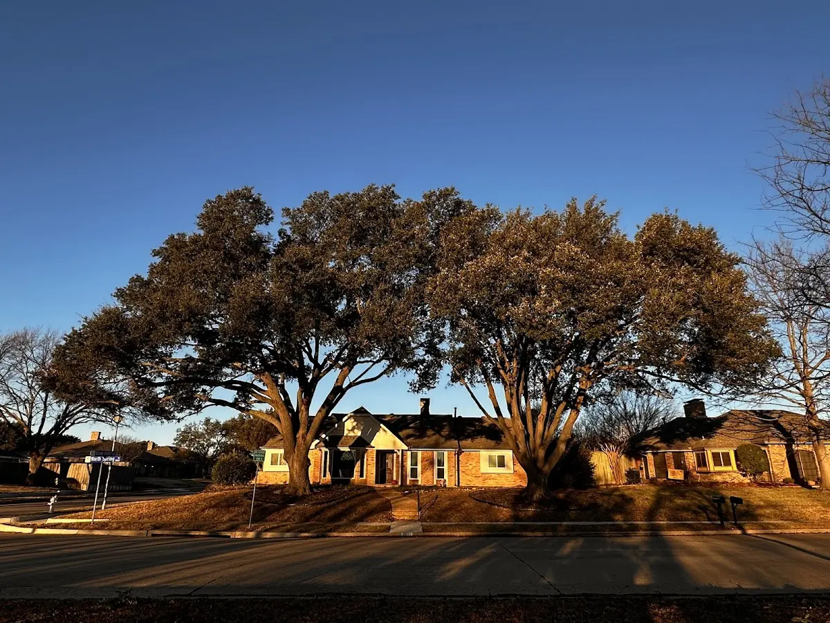 Established residential canopy tree shading a home in Flom